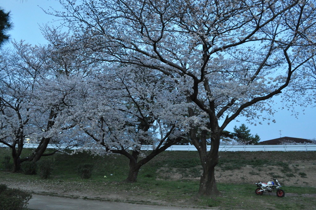桜