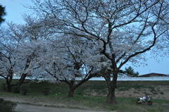 桜