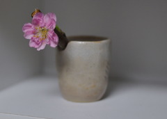 桃の花