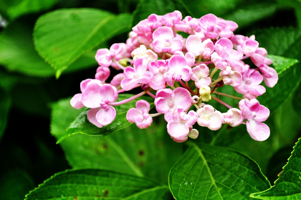 kamakura pink