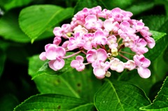 kamakura pink