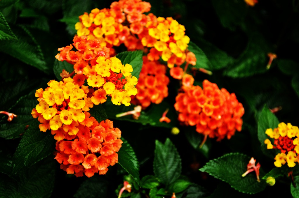 kamakura orange