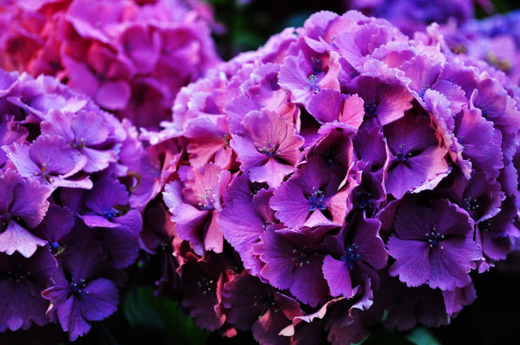 kamakura magenta