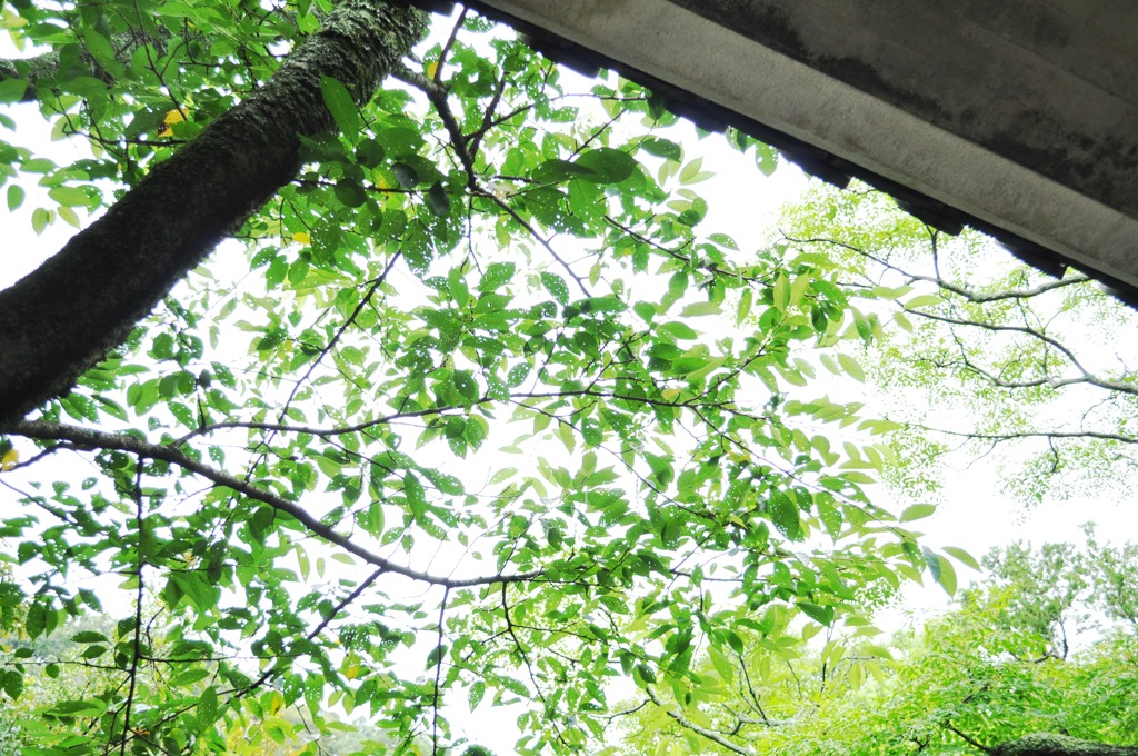 雨宿り