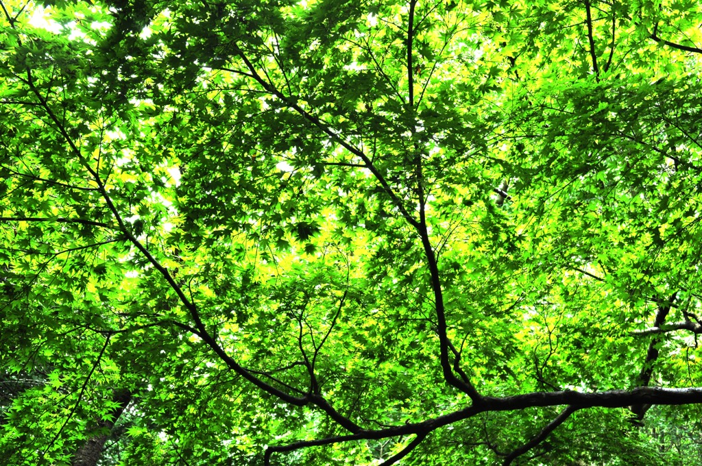 Green Curtain