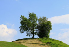 木のある風景