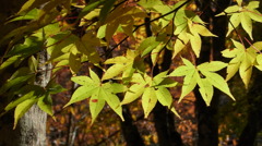 高野山　紅葉１