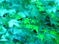 京都の宿、寝起きの緑