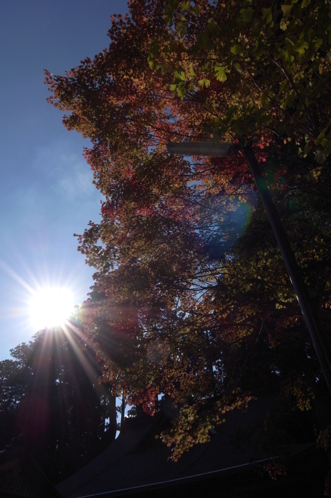 うららかな紅葉