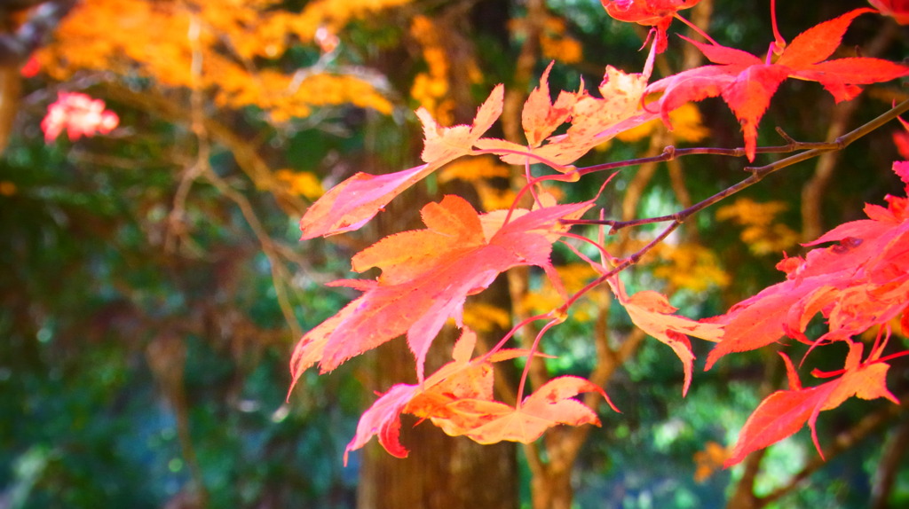高野山　紅葉３