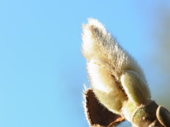 わたし、春待ちです。