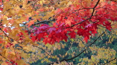 高野山　紅葉６