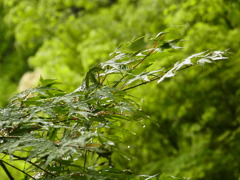 雨も楽し