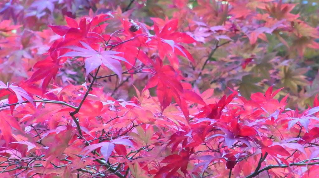 高野山　紅葉４