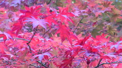 高野山　紅葉４