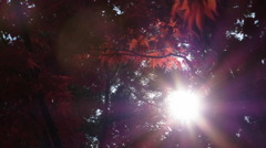 高野山　紅葉７