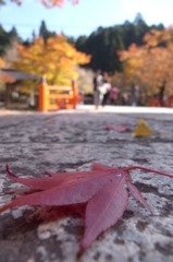 紅葉と橋