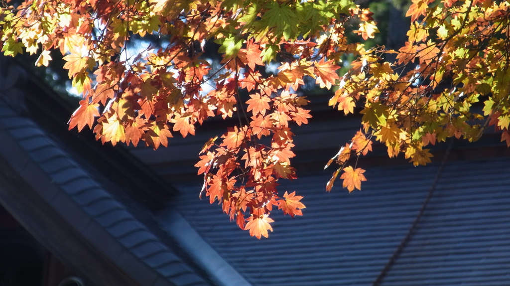 高野山　紅葉５