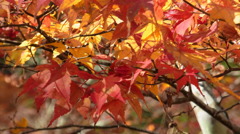 高野山　紅葉２