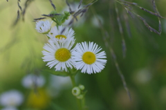 道草の花見