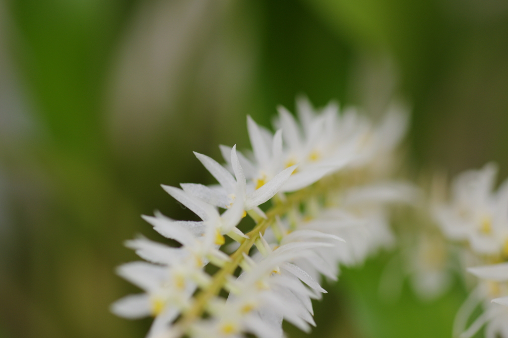 植物園での撮影1