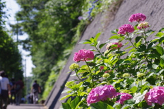 紫陽花の太陽浴