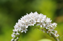 花の布団をかぶるカマキリの幼虫