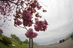 洞爺湖の花飾り