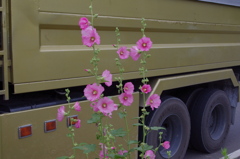 道端の雑草の花