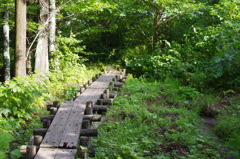 木流川遊歩道2