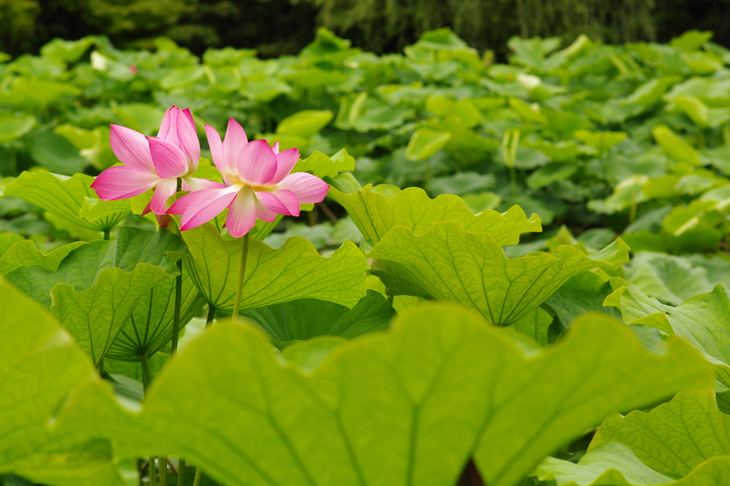 蓮の花