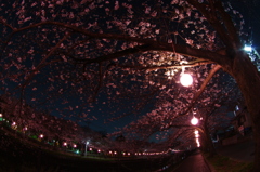乞田川の夜桜