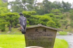 雨宿しない鳥