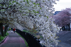 桜は散り際も美しい