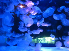 水族館のクラゲ
