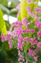 植物園での撮影2