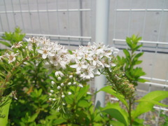 白い花