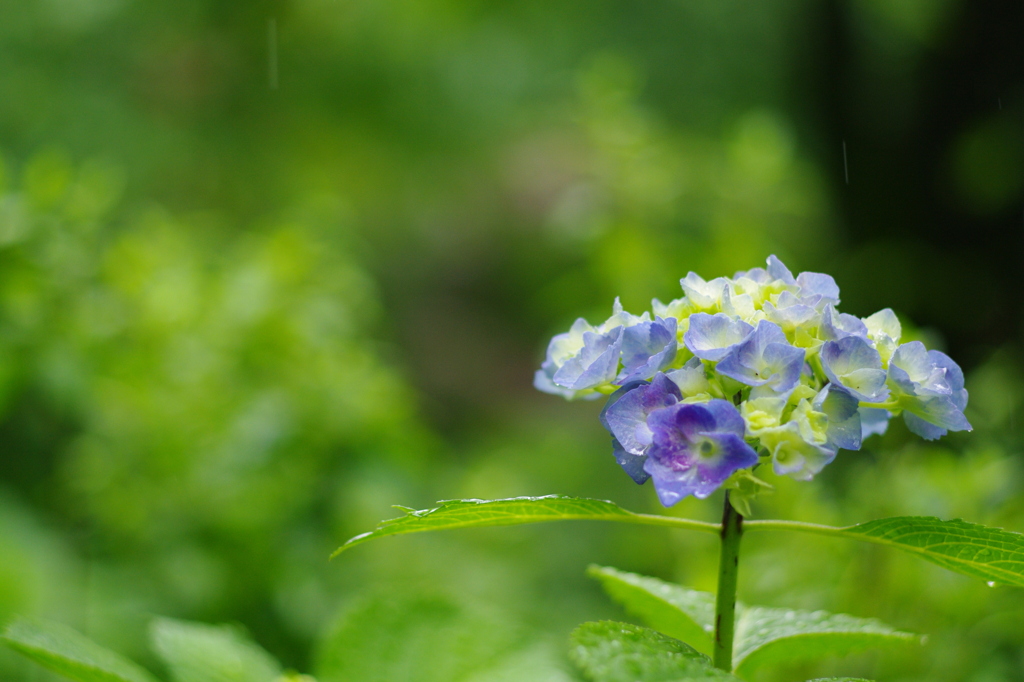 しとしと雨の紫陽花