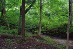 木流川遊歩道