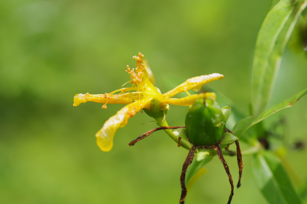 雨上がりの花