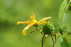 雨上がりの花
