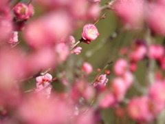 春の足音