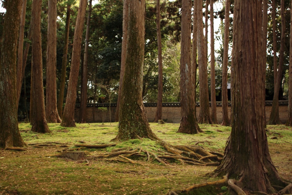 奈良_唐招提寺1