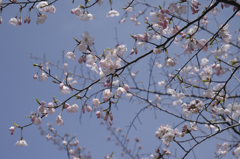 sakura_0328_04