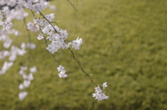 sakura_0328_13