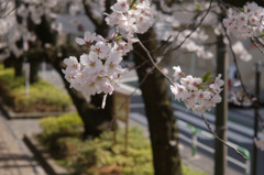 sakura04