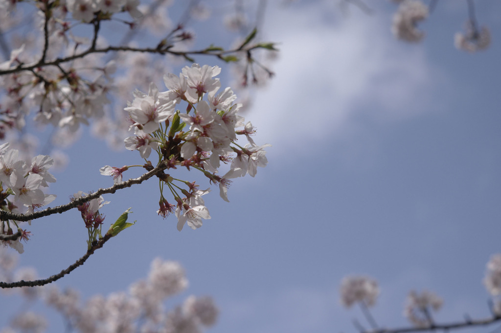 sakura20110410_04