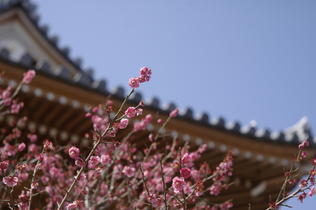 梅散歩2014_10