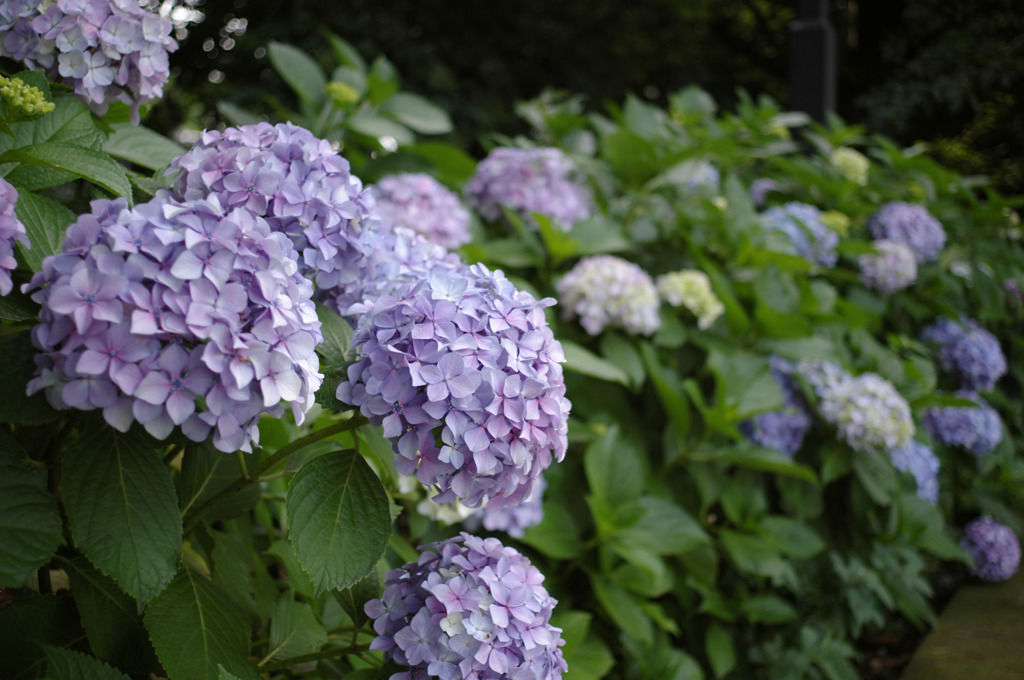 hydrangea_05