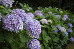 hydrangea_05